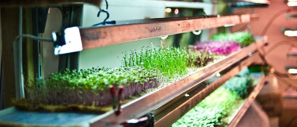 Pflanzen in einem Infarm-Regal mit LED-Leuchten.  