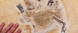 Im Staatlichen Museum für Naturkunde Karlsruhe wird das Fossil eines „Ubirajara jubatus“ Sauriers gezeigt. Das wohl unrechtmäßig nach Baden-Württemberg gebrachte Fossil ist inzwischen zurück in Brasilien