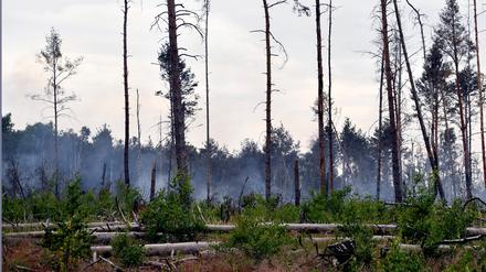 Der Waldbrand war Anfang Juni auf einem ehemaligen Truppenübungsplatz in Brandenburg ausgebrochen.