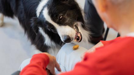 Therapiehund Lewis-Oskar isst beim Besuch einer Patientengruppe auf der Akutgeriatrie des Sana Klinikums Lichtenberg ein Leckerli vom Knie einer Patientin. Seit sieben Jahren begleitet der Border Collie sein Herrchen, den Chefarzt der Akutgeriatrie, Eric Hilf, täglich bei der Arbeit. „Wir arbeiten weniger mit Technik und viel mit Empathie“, sagte Hilf.