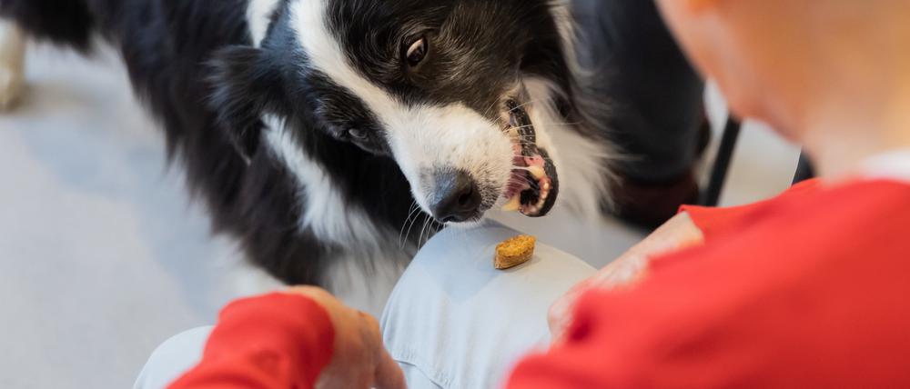 Therapiehund Lewis-Oskar isst beim Besuch einer Patientengruppe auf der Akutgeriatrie des Sana Klinikums Lichtenberg ein Leckerli vom Knie einer Patientin. Seit sieben Jahren begleitet der Border Collie sein Herrchen, den Chefarzt der Akutgeriatrie, Eric Hilf, täglich bei der Arbeit. „Wir arbeiten weniger mit Technik und viel mit Empathie“, sagte Hilf.
