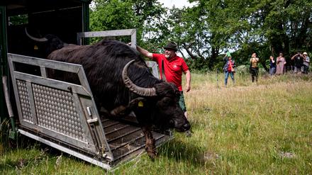 En Wasserbüffel kommt auf der Pfaueninsel an. Die Wasserbüffel vermitteln den Besucherinnen und Besuchern die frühere Weidenutzung der Pfaueninsel.