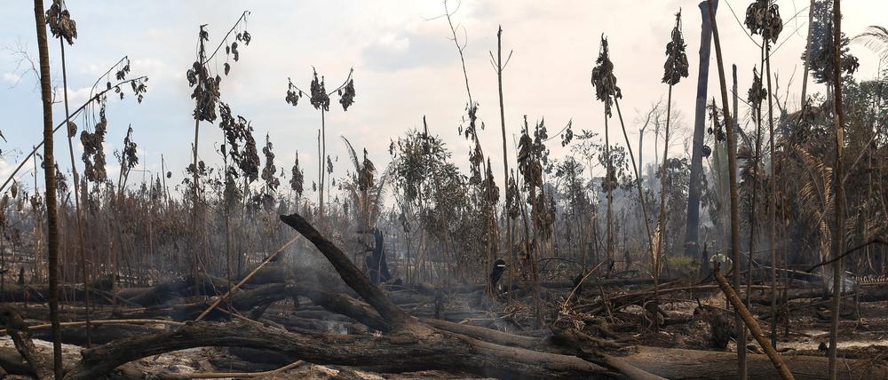 Eine abgebrannte Region im Amazonasgebiet in Brasilien (Archivbild). 