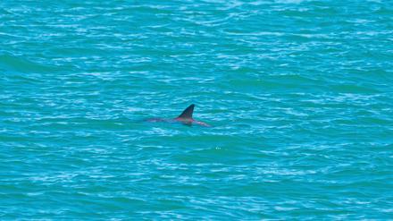 Ein Vaquita wird im Golf von Kalifornien gesichtet. 