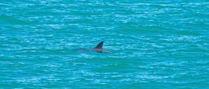 Ein Vaquita wird im Golf von Kalifornien gesichtet. 