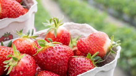 Die Erdbeere ist ein global zusammengewürfeltes Produkt