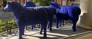 Die Blauschafe in Potsdam heißen Andreas, Bodo und Claudia. Ob sie wieder auftauchen?