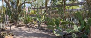 Kakteen und andere Wüstenpflanzen müssen fast nie gegossen werden.