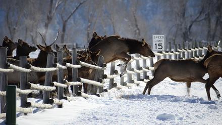 Amerikanische Wapitis (Cervus elaphus) ließen sich auch von Zäunen nicht aufhalten.