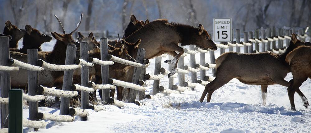 Amerikanische Wapitis (Cervus elaphus) ließen sich auch von Zäunen nicht aufhalten.