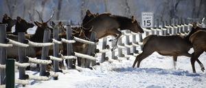 Amerikanische Wapitis (Cervus elaphus) ließen sich auch von Zäunen nicht aufhalten.