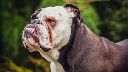 Englische Bulldogge. Vier von ihnen sollen einen Rentner so schwer verletzt haben, dass er starb.