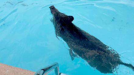 HANDOUT - 10.06.2023, Brandenburg, Neuenhagen: Ein Wildschwein schwimmt in einem Swimmingpool auf einem privaten Grundstück. Das etwa 40 bis 50 Kilo schwere Wildschwein wollte sich offenbar Abkühlung verschaffen, schaffte es aber nicht mehr selbstständig aus dem Pool. Anwohner und Feuerwehr ließen mehr Wasser in den Swimmingpool und holten das Tier anschließend mit einer Leiter und einer Fangschlinge heraus. (zu dpa "Tierischer Badegast - Wildschwein im Swimmingpool") Foto: Polizei Märkisch Oderland/dpa - ACHTUNG: Nur zur redaktionellen Verwendung im Zusammenhang mit der aktuellen Berichterstattung und nur mit vollständiger Nennung des vorstehenden Credits +++ dpa-Bildfunk +++