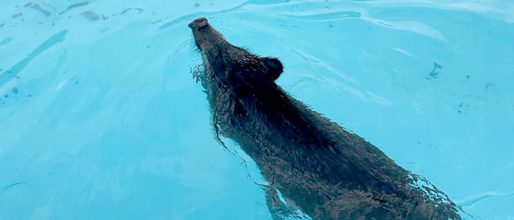HANDOUT - 10.06.2023, Brandenburg, Neuenhagen: Ein Wildschwein schwimmt in einem Swimmingpool auf einem privaten Grundstück. Das etwa 40 bis 50 Kilo schwere Wildschwein wollte sich offenbar Abkühlung verschaffen, schaffte es aber nicht mehr selbstständig aus dem Pool. Anwohner und Feuerwehr ließen mehr Wasser in den Swimmingpool und holten das Tier anschließend mit einer Leiter und einer Fangschlinge heraus. (zu dpa "Tierischer Badegast - Wildschwein im Swimmingpool") Foto: Polizei Märkisch Oderland/dpa - ACHTUNG: Nur zur redaktionellen Verwendung im Zusammenhang mit der aktuellen Berichterstattung und nur mit vollständiger Nennung des vorstehenden Credits +++ dpa-Bildfunk +++
