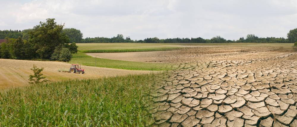 Seit fünf Jahren herrscht in großen Teilen Deutschlands Trockenheit und seit Anfang Mai ist es vor allem in Ostdeutschland, Niedersachsen und Teilen Nordbayerns extrem trocken.