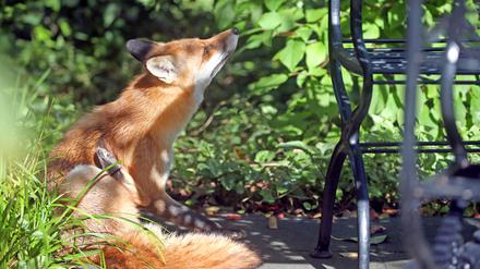 Theo, der Rotfuchs auf dem Anwesen des Schlosses Bellevue sitzt bei Temperaturen um 19 Grad Celsius im Gebüsch des Amtssitzes des Bundespräsidenten und genießt die Herbstsonne. +++ dpa-Bildfunk +++