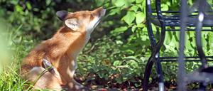 Theo, der Rotfuchs auf dem Anwesen des Schlosses Bellevue sitzt bei Temperaturen um 19 Grad Celsius im Gebüsch des Amtssitzes des Bundespräsidenten und genießt die Herbstsonne. +++ dpa-Bildfunk +++