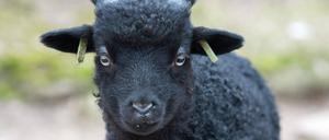 Erste Tierbabys im Bergzoo Halle des Jahres 2017 Hier die Zackelschafe Das Zackelschaf, auch bekannt unter der älteren Bezeichnung Hortobßgyer Zackelschaf ist eine alte ungarische Schafrasse, die seit der Zeit der Landnahme Ende des 9. Jahrhunderts als Gefährtin der Ungarn gilt. Halle / Saale // 08.02.2017 // Innenstadt First Animal babies in Bergzoo Hall the Year 2017 here the Zackelschafe the Zackelschaf too known under the older ones Name Hortobßgyer Zackelschaf is a Old Hungarian sheep breed the since the Time the Conquest End the 9 Century as Companion the Hungary is Hall Saale 08 02 2017 Inner city