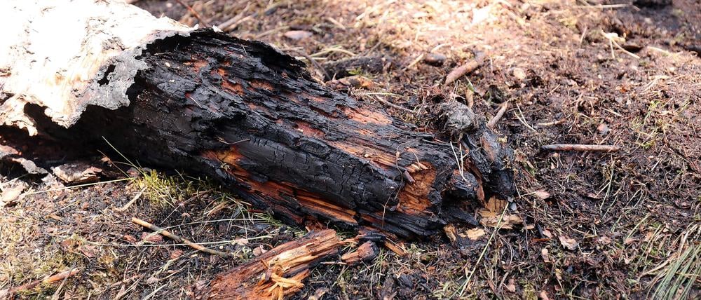 Rund 1000 Quadratmeter Waldboden brannten in den Ravensbergen.