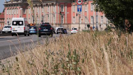 Ohne Wasser. An Wiesen in der Nähe des Potsdamer Landtags werden die Folgen der Trockenheit sichtbar. 