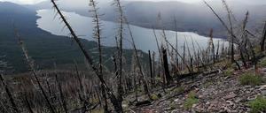 Bäume, die von Waldbränden 2017 verbrannt wurden,  im Glacier National Park, Montana.