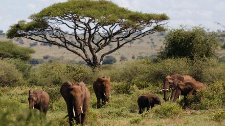 Früher war mehr Elefant: Vor über vier Millionen Jahren gab es unzählige Säugetiere mit enormer Größe.