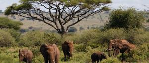 Früher war mehr Elefant: Vor über vier Millionen Jahren gab es unzählige Säugetiere mit enormer Größe.
