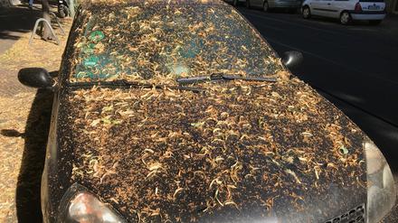 Kleben und kleben lassen. So sehen viele Autos aus, die unter Linden parken und lange nicht benutzt wurden.