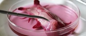 Bei der Forschungsarbeit von Hunter geht es um die wissenschaftliche und kulturelle Erforschung der Entwicklung von Menstruationsflüssigkeit zur Verwendung in Gewebekulturen sowie um die Isolierung multipotenter Stammzellen.