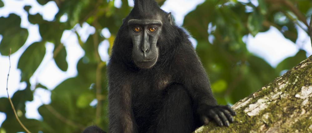 Ein Schopfaffe oder Schopfmakak (Macaca nigra) im Tangkoko Nationalpark in Sulawesi, Indonesien.