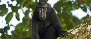 Ein Schopfaffe oder Schopfmakak (Macaca nigra) im Tangkoko Nationalpark in Sulawesi, Indonesien.