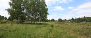 An der Birnenplantage in Neu Fahrland könnte ein neues Gymnasium entstehen.