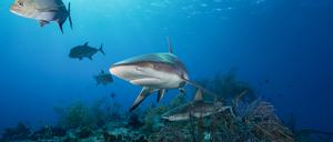 Riffhaie sind die Top-Räuber in den artenreichen Meeresökosystemen.