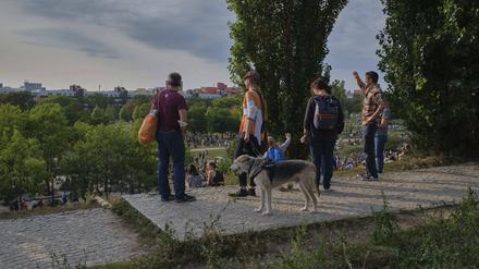 Hund im Mauerpark.
