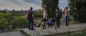Hund im Mauerpark.