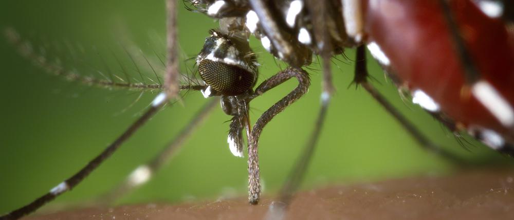 Die Asiatische Tigermücke breitet sich auch in Europa aus.