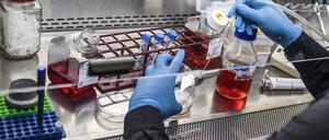 Ein Wissenschaftler arbeitet in seinem Labor an Maus-Embryonenproben. Vorträge eines Forscherteams über embryonähnliche Strukturen aus menschlichen Zellen sorgen in der Wissenschaftsgemeinde für Aufsehen.