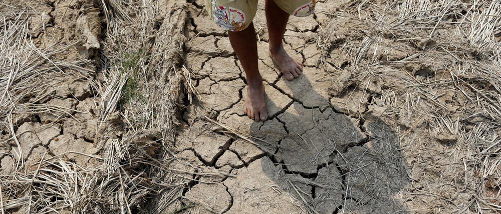 Ein Bauer in Thailand geht über ein verdorrtes Feld während der El-Niño-Phase im März 2016.