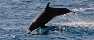 A dolphin is seen on the Pacific Ocean in Monterrico, Santa Rosa department, Guatemala on February 26, 2021. (Photo by Johan ORDONEZ / AFP)
