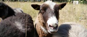 Ein Shetlandschaf im Potsdamer Volkspark.