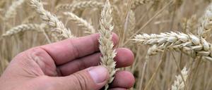 Erntereifer Weizen auf einem Feld in Nordsachsen. 