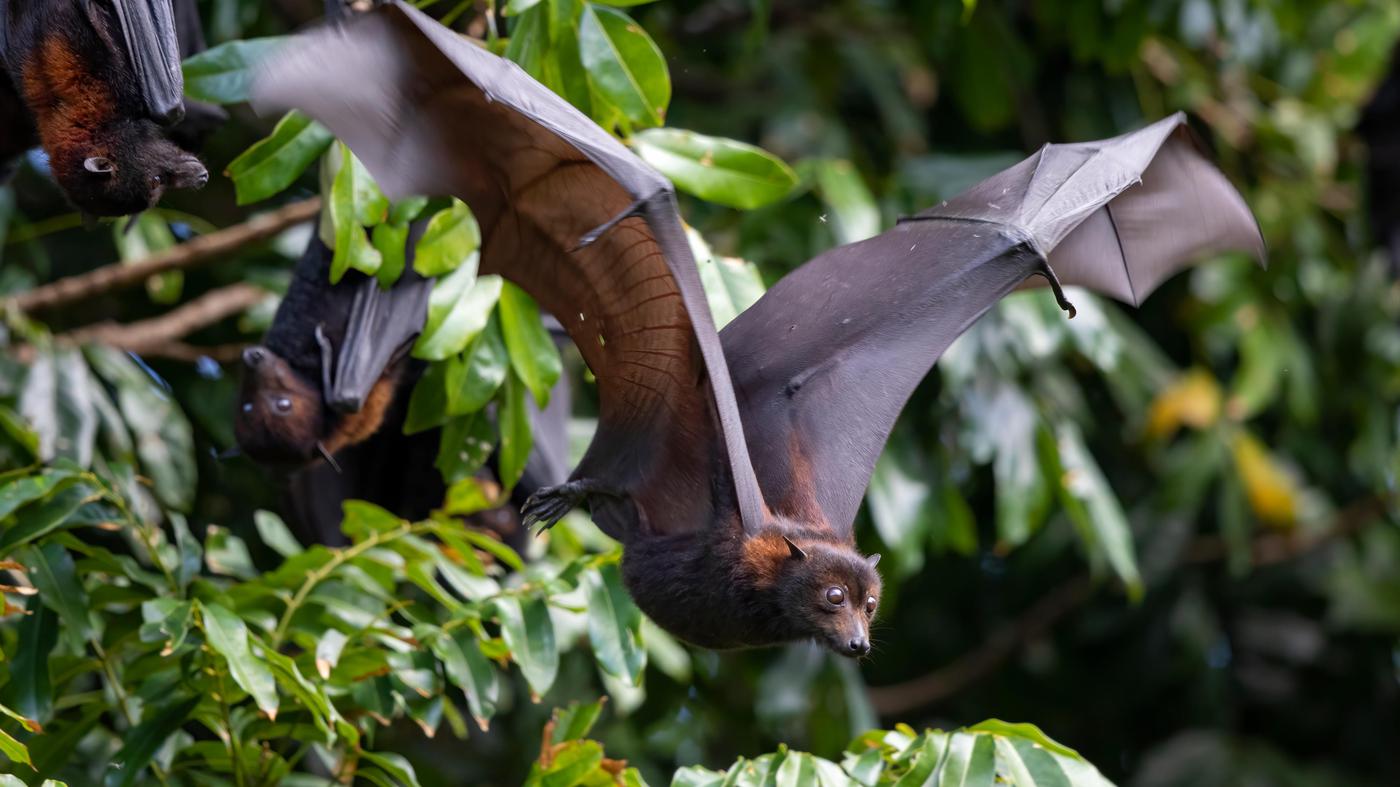 The Role of Flying Foxes and Ecological Changes in the Spread of