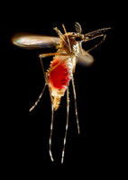 Vollgepumpt. Mit einer Blutmahlzeit kann die Mücke Aedes aegypti auch Zika-Viren aufnehmen - und später an andere Menschen übertragen.