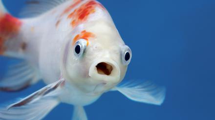 Schreckmoment: Goldfische gehören zu den Hochrisikoarten für heimische Gewässer.