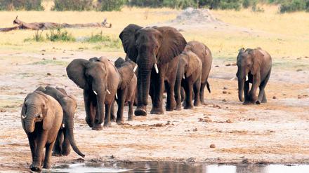 Elefanten bleiben lange in der mütterlichen Herde, die Weibchen oft lebenslang.