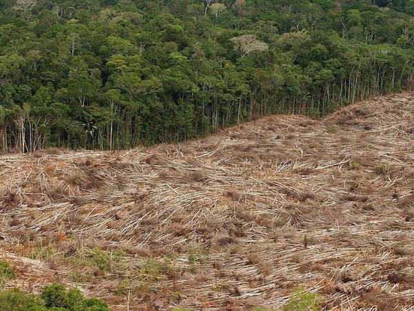 Abholzung des Regenwalds im Amazonasgebiet in Brasilien. Fast Jeden Tag werden große Flächen Regenwald zerstört, damit einhergeht die Zerstörung von Lebensräumen für Tiere und Pflanzen.