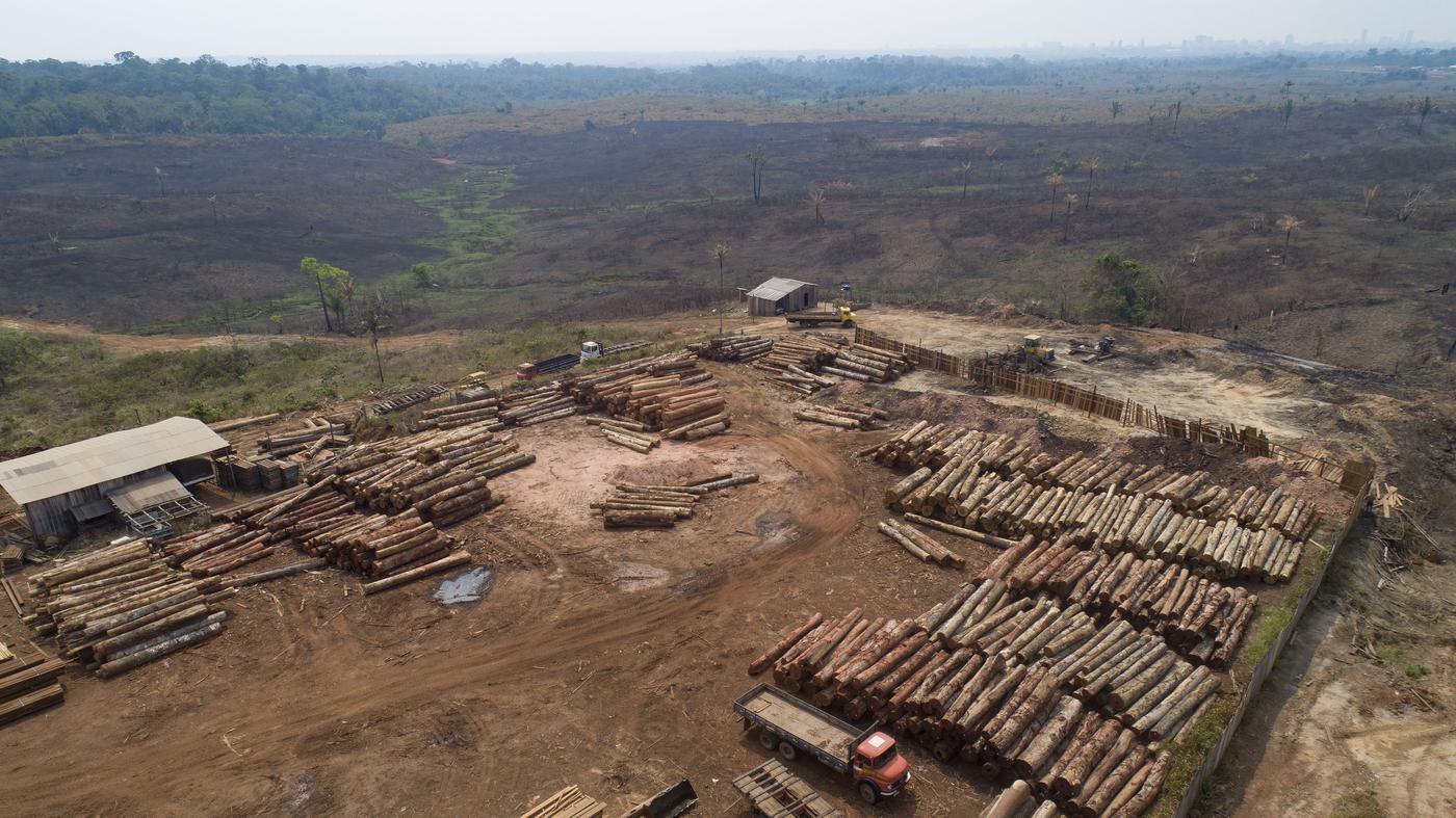 Kerusakan hutan meningkat pada tahun 2022