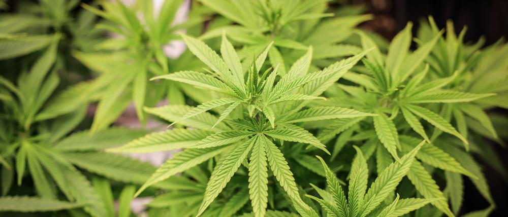 Drei Cannabispflanzen darf man jetzt auch daheim straflos züchten.