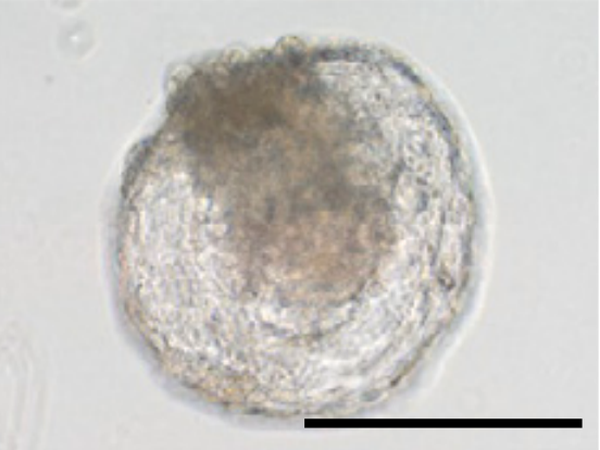 Ein aus Javaneraffen-Stammzellen hergestelltes Embryoid.