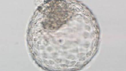 Ein aus Javaneraffen-Stammzellen hergestelltes Embryoid.